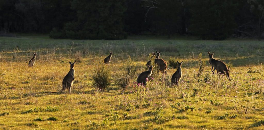Kanguru dan Herbivora Lainnya Sedang Menggerogoti Taman Nasional di Seluruh Australia