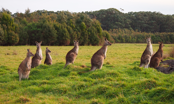 Kanguru dan Herbivora Lainnya Sedang Menggerogoti Taman Nasional di Seluruh Australia