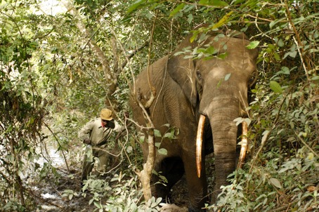 Eksplorasi Taman Nasional Garamba di Republik Demokratik Kong