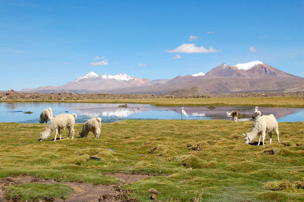 Keindahandi Mengagumkan Taman Nasional Lauca, Chili