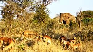 Perlindungan Satwa Liar di Taman Nasional Serengeti